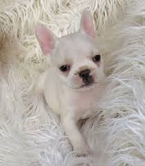 home trained French Bulldog puppies..(901)509-0670