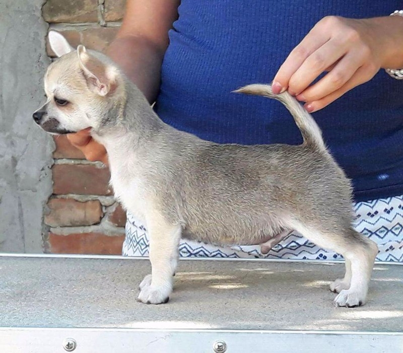 Outstanding Chihuahua puppy ready to go