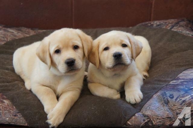Purebred Golden Retrievers Puppies For Sale