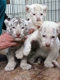  Well Tamed White Tiger Cubs,for sale