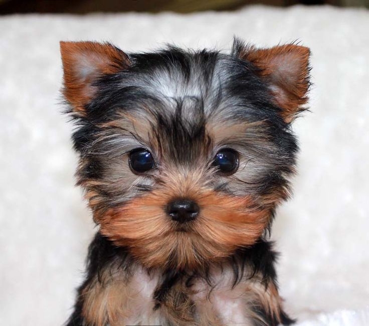 Teacup Yorkie puppies for new homes