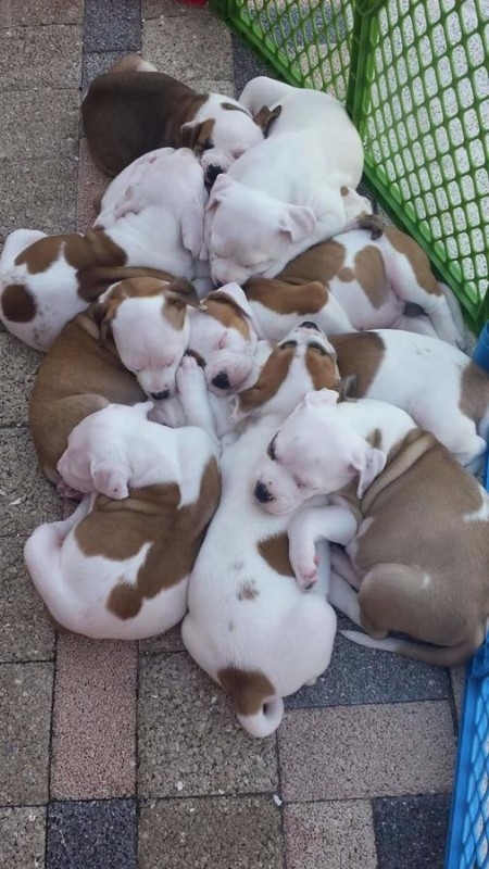 Beautiful American Bulldog Puppies! for re homing 