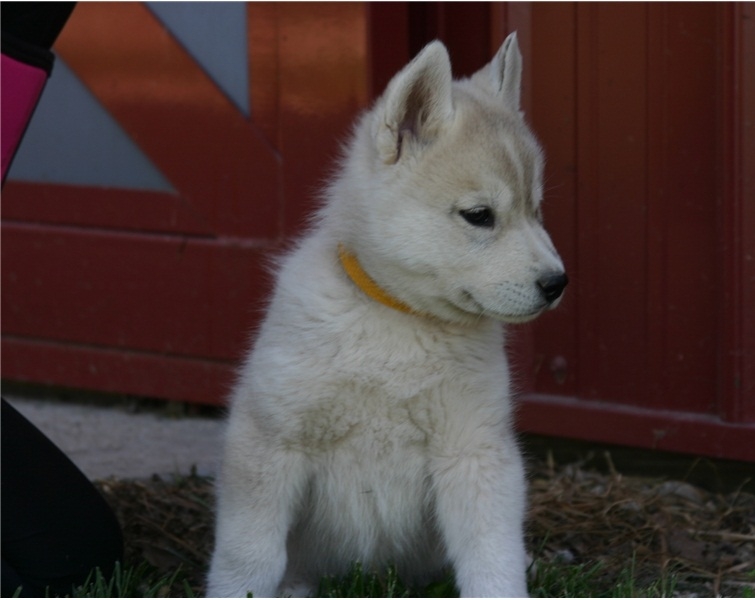 lovely husky puppy for adoption