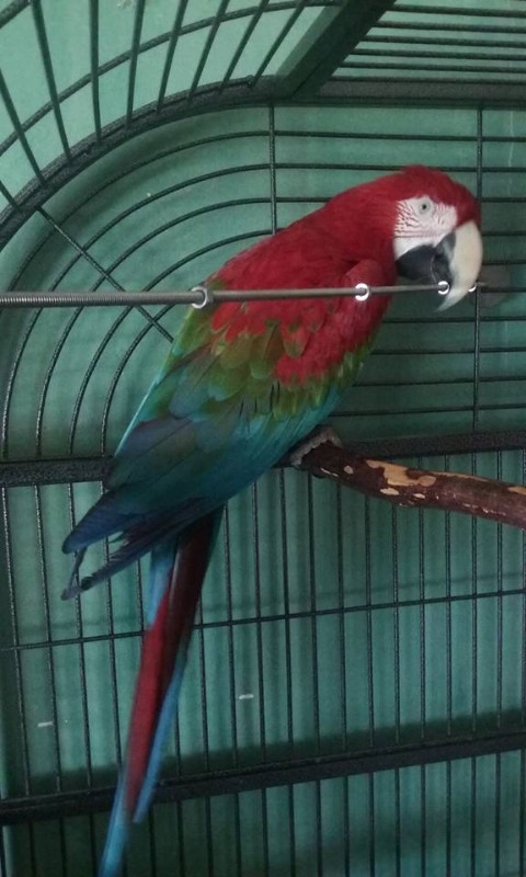 adorable talkative birds need a home 801-396-0045