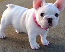 vbyhnh M/F french bulldog PUPPIES for sale