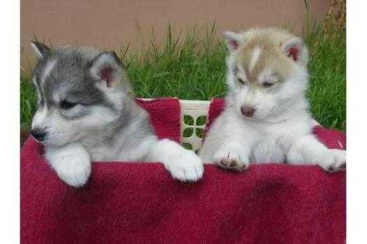 DONT  miss this Top quality husky  puppies