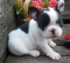 FRENCH BULLDOG Puppies