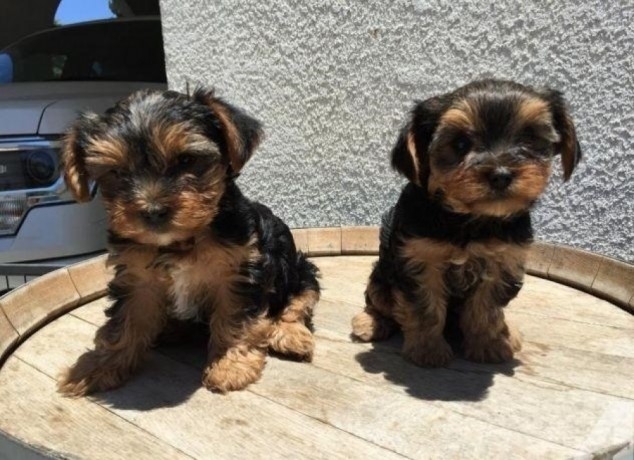  Charming AKC T-Cup Yorkie puppies