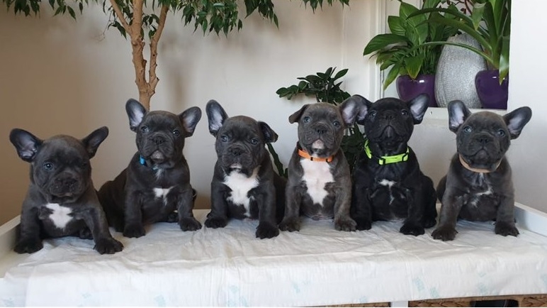 Christmas French Bulldog Puppies ready for sell