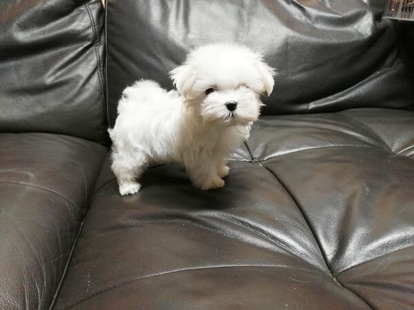 Tiny Maltese puppy for re homing