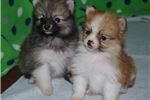 pomeranian-puppy-pic