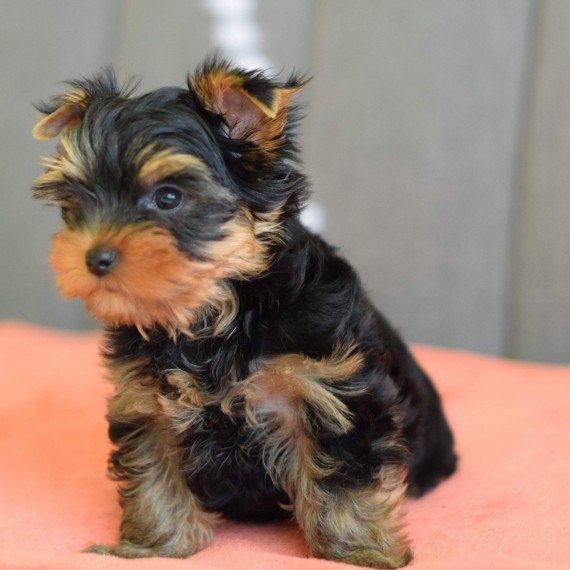 GENUINE Teacup Yorkshire Terrier puppies For Sale
