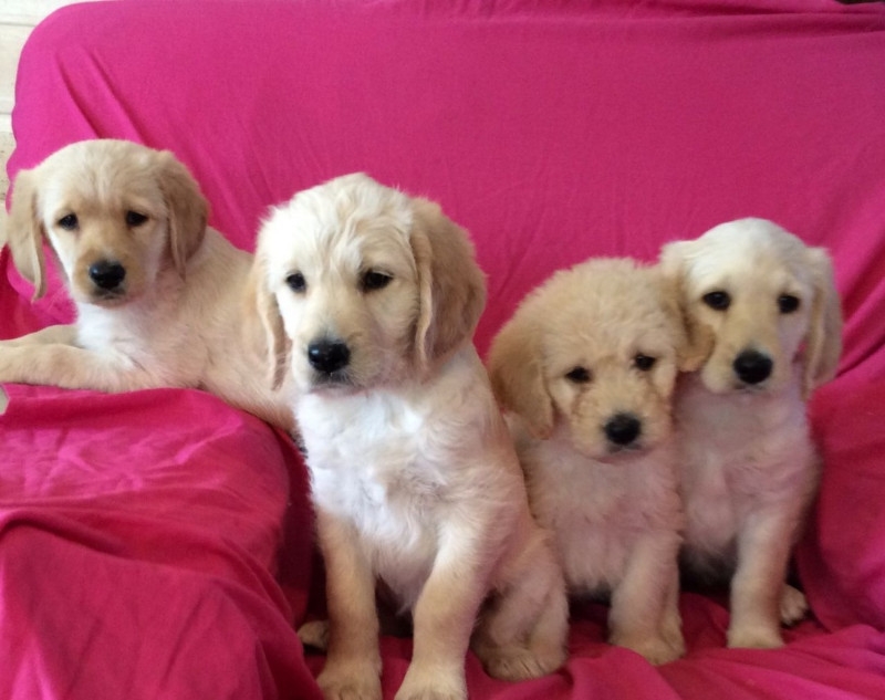 male and female golden retriever available