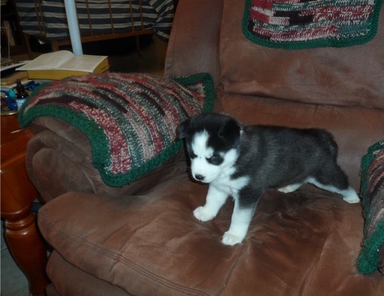 cute loving husky puppy in search of a home