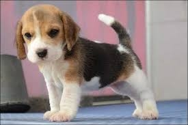 11 weeks old female beagle for sale